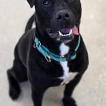 Thumbnail photo of Petey (Pablo) #2