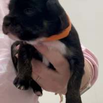 Thumbnail photo of Spirit #1