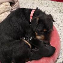 Thumbnail photo of Cocoa #3