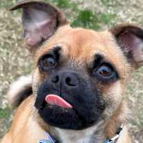 Thumbnail photo of Tater #1