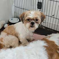 Thumbnail photo of Crocus #2