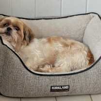 Thumbnail photo of Crocus #4