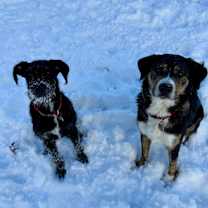 Thumbnail photo of Wilfred/Wilfy #4