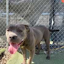 Thumbnail photo of Casey-Jones #3