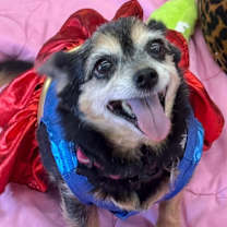 Thumbnail photo of Rosie #2