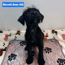 Thumbnail photo of Biscotti Bean #1