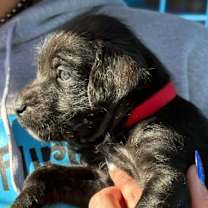 Thumbnail photo of Biscotti Bean #4