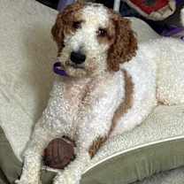 Thumbnail photo of ARCHIE DOO #2