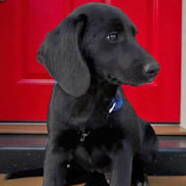 Thumbnail photo of PUPPY BLAZE #3