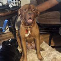 Thumbnail photo of Freya #2