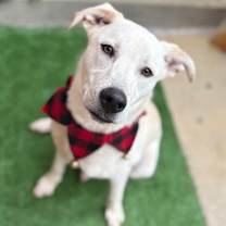 Thumbnail photo of Zag #1