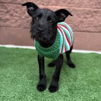 Thumbnail photo of Elvis #1