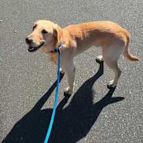 Thumbnail photo of Pilot #1