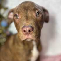 Thumbnail photo of Creole #3