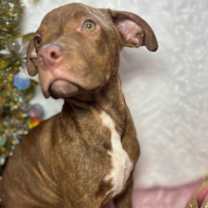 Thumbnail photo of Creole #4