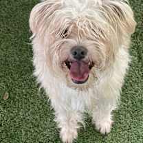 Thumbnail photo of Mango #2