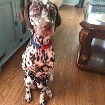 Thumbnail photo of Bella #1