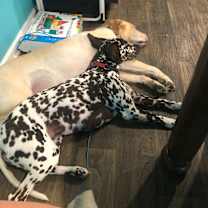 Thumbnail photo of Bella #2