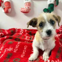 Thumbnail photo of Nicholas #1