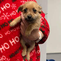 Thumbnail photo of Balsam #2