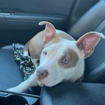 Thumbnail photo of Brooklyn #1