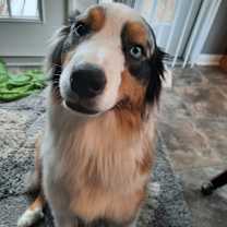 Thumbnail photo of Mozart #4