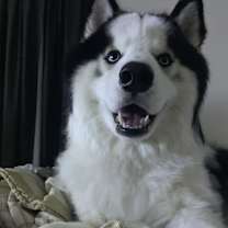 Thumbnail photo of Kobi #2