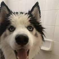 Thumbnail photo of Kobi #3