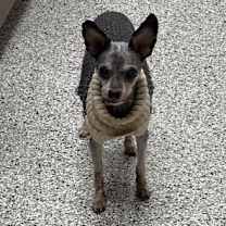 Thumbnail photo of Gremlin(Poncho)~ #4