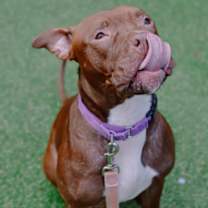 Thumbnail photo of Snickers #2