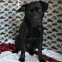 Thumbnail photo of CC13 Canis "Major #3