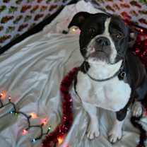 Thumbnail photo of Biscuit #3