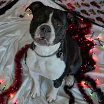 Thumbnail photo of Biscuit #4