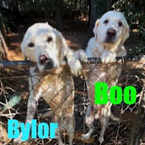 Thumbnail photo of Bylor #2