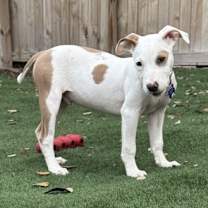 Thumbnail photo of Billie (Boletus) #4