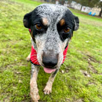 Thumbnail photo of Talia #1