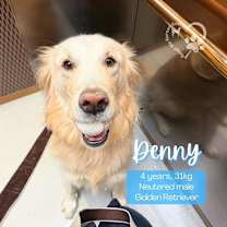 Thumbnail photo of Denny #1