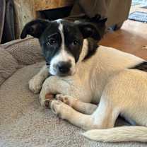 Thumbnail photo of Rogue #1