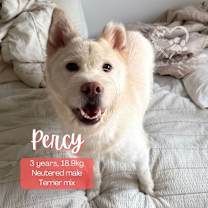 Thumbnail photo of Percy #1