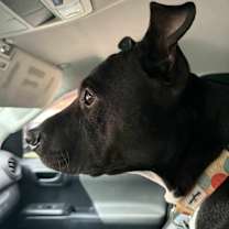 Thumbnail photo of Bernie #4