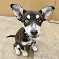 Thumbnail photo of JAZZY #2