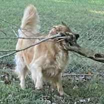 Thumbnail photo of Luna #7330 #2