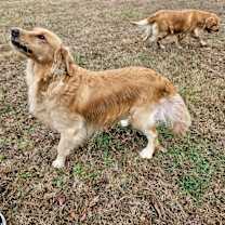 Thumbnail photo of Luna #7330 #4