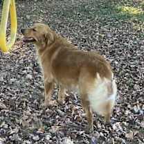 Thumbnail photo of Bella #7329 #3