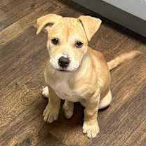 Thumbnail photo of Nova #1