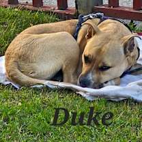 Thumbnail photo of Duke #2