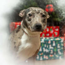 Thumbnail photo of Boo* #1