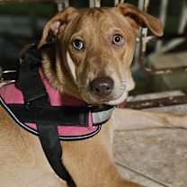 Thumbnail photo of Canela #3