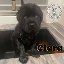 Thumbnail photo of Clara #1