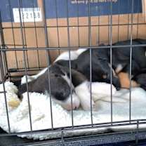 Thumbnail photo of Finnie #3